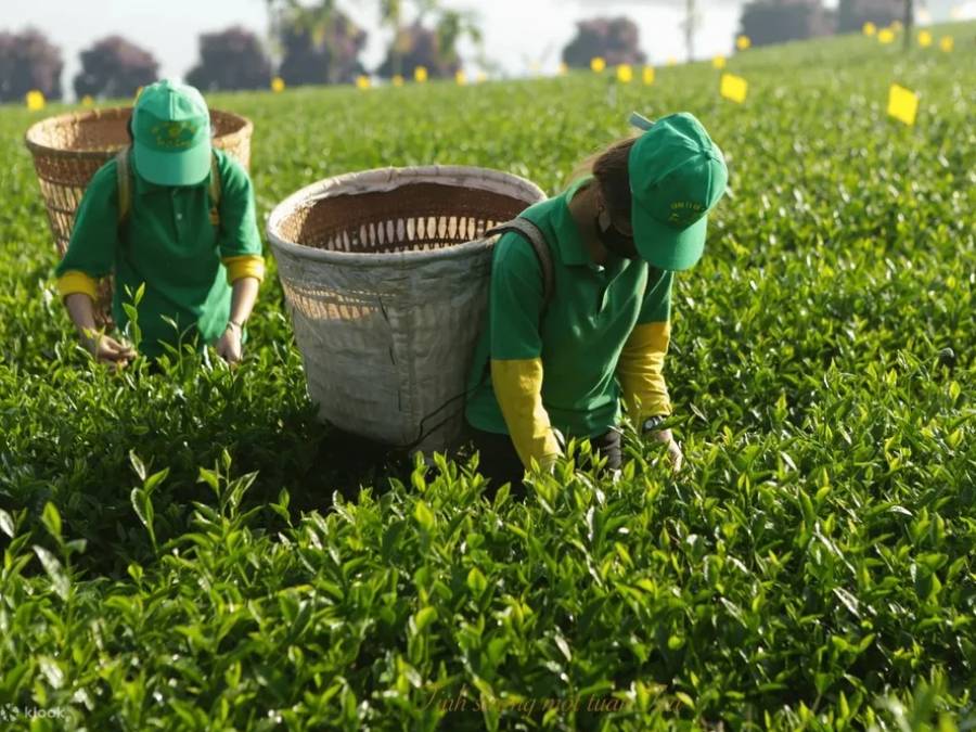 Bảo tàng Trà Long Đỉnh Đà Lạt